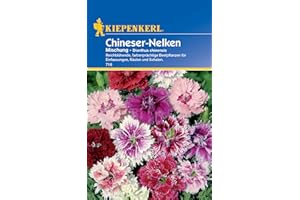 Kiepenkerl Chineser-Nelkensamen Mischung 716 - Reichblühende, farbenprächtige Beetpflanzen - Inhalt für ca. 60 Pflanzen - Blumensamen, Blumenwiese