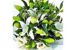 Homeland Florists White Scented Oriental Lily Fresh Flower Bouquet, Luxury Large Gift Wrapped Lilies with Handwritten Gift Card for Birthday or Anniversary