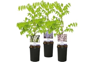 GREEN BOUTIQ GreenboutiQ - Glycine - Wisteria floribunda Tricolour - Fleurs Bleues Roses Blanches - 3 plantes - Pot 11cm Hauteur 40cm