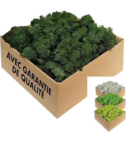 Mousse D'Islande Naturelle Rayher 1kg - Vert Clair - Pour Crèche, Décoration, Modélisme, Floristique