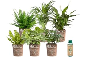 ‎ECOWORLD vdvelde.com - Ecoworld Luftreinigende Zimmerpflanzen Echt - 6er Set Pflegeleicht Wenig Licht Benötigt - Grünpflanzen mit Eco übertopf und Pflanzen Dünger - Topf Ø12 / Höhe 40 cm