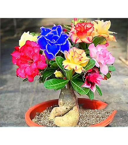 Wüstenrose Knolle - Seltene Mehrjährige Pflanze Winterhart Für Garten