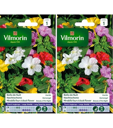 Belle de jour Varie : Amazon.fr: Jardin