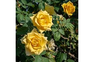 GardenersDream Rosier Grimpant Jaune – Rosier en Pot Rustique et Facile d’Entretien – Plante Grimpante Fleurie pour Murs, Pergolas & Clôtures