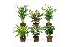 ‎ECOWORLD Ecoworld Luftreinigende Pflanzen – 6er Set Echte Zimmerpflanzen – Tierfreundliche und Pflegeleichte Grünpflanzen – Ideal für Wenig Licht – Ø 12 cm ↥ 40 cm
