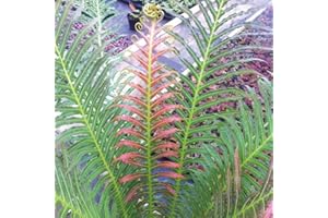 Fern Potted Plant Dwarf Patio Hardy, Blechnum Volcano with Colour Changing Leaves, Supplied as 2 x 9cm Blechnum Volcano (Dwarf Brazilian Tree Fern) Pots by Thompson & Morgan
