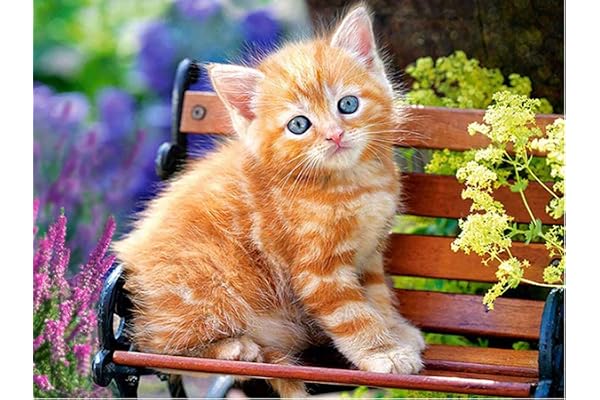 Jantabo 5D Diamond Painting Strass Complet Chat, Broderie Diamant Peinture Kits Complète Animal, Craft pour Accueil Cadre Home Decoration Murale Salon Chambre Décoration 30x40cm A29