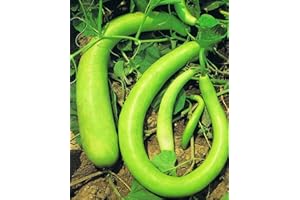 PAGANO DOMENICO E FIGLI SEMENTI DAL 1954 ZUCCA LUNGA SERPENTE DI SICILIA NR.20 SEMI