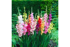 10 Gladioli Mix