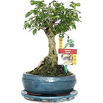 Bonsai Fukientee - Carmona microphylla - ca. 6 Jahre : Amazon.de: Garten