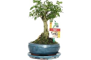 Exotenherz Bonsai Chin. Liguster - Ligustrum sinensis - ca. 6 Jahre - Kugelform