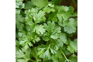 Coriander Seeds - 250 Fresh Cilantro Herb Seeds – Plant and Grow Your Own Herbs Ideal for Greenhouse, Garden, Polytunnel, Growbags, Large Pots or Containers - Packed in The UK by Meldon Seeds