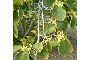 GREEN FUTURE PFLANZENHANDEL Virginische Zaubernuss Hamamelis virginiana Pflanze 25-30cm Zauberstrauch