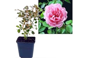 INTRAGARTEN GMBH Rose rosa 1 Stück | Bodendeckerrose Rosa the Fairy Intragarten im Topf gewachsen Rosenbusch