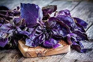 SEMISAUVAGE PERMACULTURE 150 Semi di Basilico Viola - pianta aromatica - semi contadini riproducibili - SemiWild