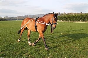 Cwell Equine New Horse Training aid Pessoa based Black,Brown,White one size fits all