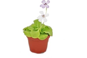 Exotisk hjärta – tätört – Pinguicula – överraskningssort – 9 cm kruka