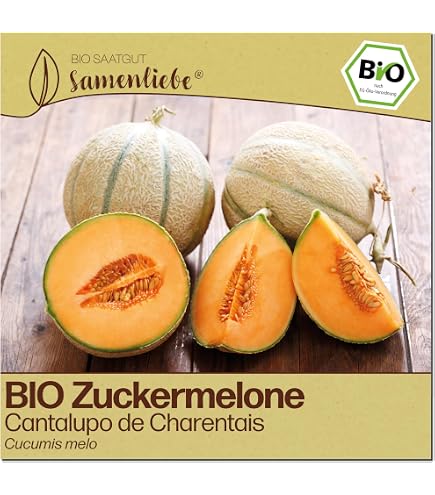 gummibaum knstlich Knstliche Gummibaum pflanze kaufen