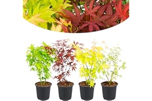 Happy Plants Acer palmatum Lot de 4 érables éventails I 30 cm x φ10,5 cm, érable japonais, 1 rouge, 1 jaune, 1 vert Mélange de plantes résistantes à l'hiver toute l'année, frais de notre pépinière