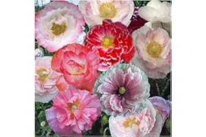 FLOWERSEEDSUK 500 Papaver Poppy Indian Double Shirley Mix Seeds - Mixed Colours - 500 Seeds