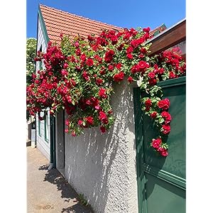 Ritz Farming® Climbing Rose Imported Flower Seeds for Your Home and Gardening Pack of 100 seeds (RED)