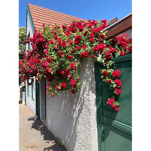 Ritz Farming® Climbing Rose Imported Flower Seeds for Your Home and Gardening Pack of 100 seeds (RED)