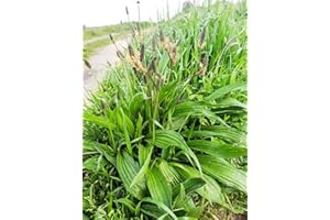 GENERISCH Plantago lanceolata Plantain Seeds Medicinal Herb Tea Plant Wild Herbs 3000 Pieces