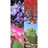 Lot 4 types of seeds (Jacaranda, Illawarra Fire Tree, Acacia of Constantinople, Carrasco Pine)