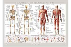 Colorfamily Poster Corpo Umano - sistemi di Sostegno e Movimento - Idea Regalo - Riproduzione