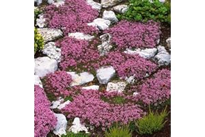 PERZOE 700 Unids Semillas de Tomillo rastrero Cubierta de Suelo Alfombra Floración Perenne Jardín Planta Decoración Rock Cress Seeds Rosado