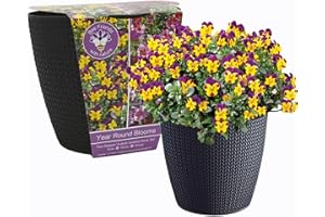 BEE FRIENDS WITH NATURE Bee Friends Year Round Flower Growing Gift Set - Viola Helen Mount and Godetia Dwarf Mix - Beginner & Child Friendly Flower Set - Gardening Gift for Women and Men - Grow Your Own Set
