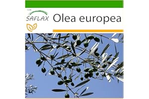 SAFLAX - Drzewo Oliwne - 20 Nasiona - Z pożywką wolną od zarazków - Olea europea