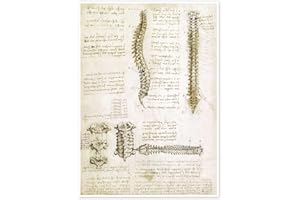 POSTERLOUNGE Kręgosłup Plakat - Leonardo da Vinci Obrazy i plakaty do każdego pomieszczenia 50 x 70 cm Beżowy Rysunek i szkic Dekoracje ścienne