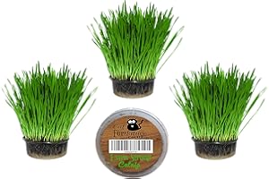 CAT FURNATURE .CO .UK Cat Grass Kits x3 and Extra Strong Catnip x1 By Cat FurNature