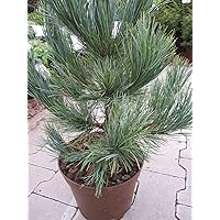 Pinus cembra glauca compacta - Kompakte Blauzirbelkiefer