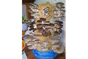 Foragers Table - Mushroom Growing Kit, Ideal for hobbyist & Beginners, XL 1Meter Mixed Log, Easy & Fast Mushroom Grow Kit, Includes Voucher to Claim Living Spawn Separately for Better Yield & Gifting