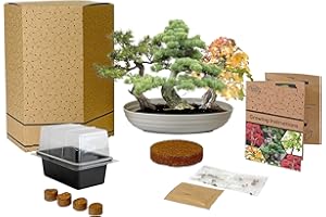 Pronto Seed Bonsai Bowl Starter Kit | Complete Grow Your Own Set with 3 Seed Varieties, Propagator, Coir Discs & Growing Instructions | Gift for Men (Trio)