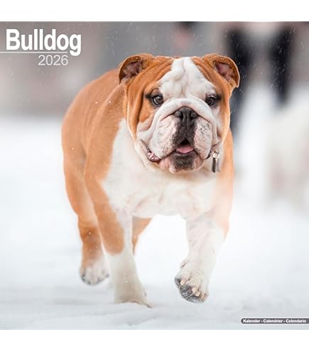 JAMSSOW 2026 Dogs Pooping In Beautiful Places Calendar,calendrier Humoristique Pour Faire Caca De Chien 2026,calendrier Mural Drôle 2026 Pour Chiots, Cadeaux Humoristiques Pour Les Anniversaires,Noël