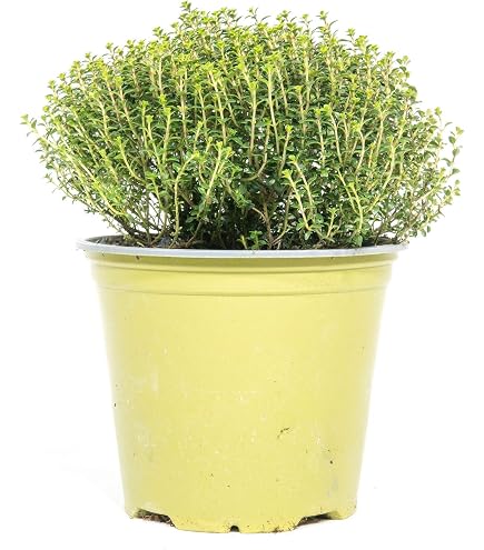 Rosmarin Frais En Pot - Herbe Aromatique | 14 Cm | Environ 10 Cm De Haut
