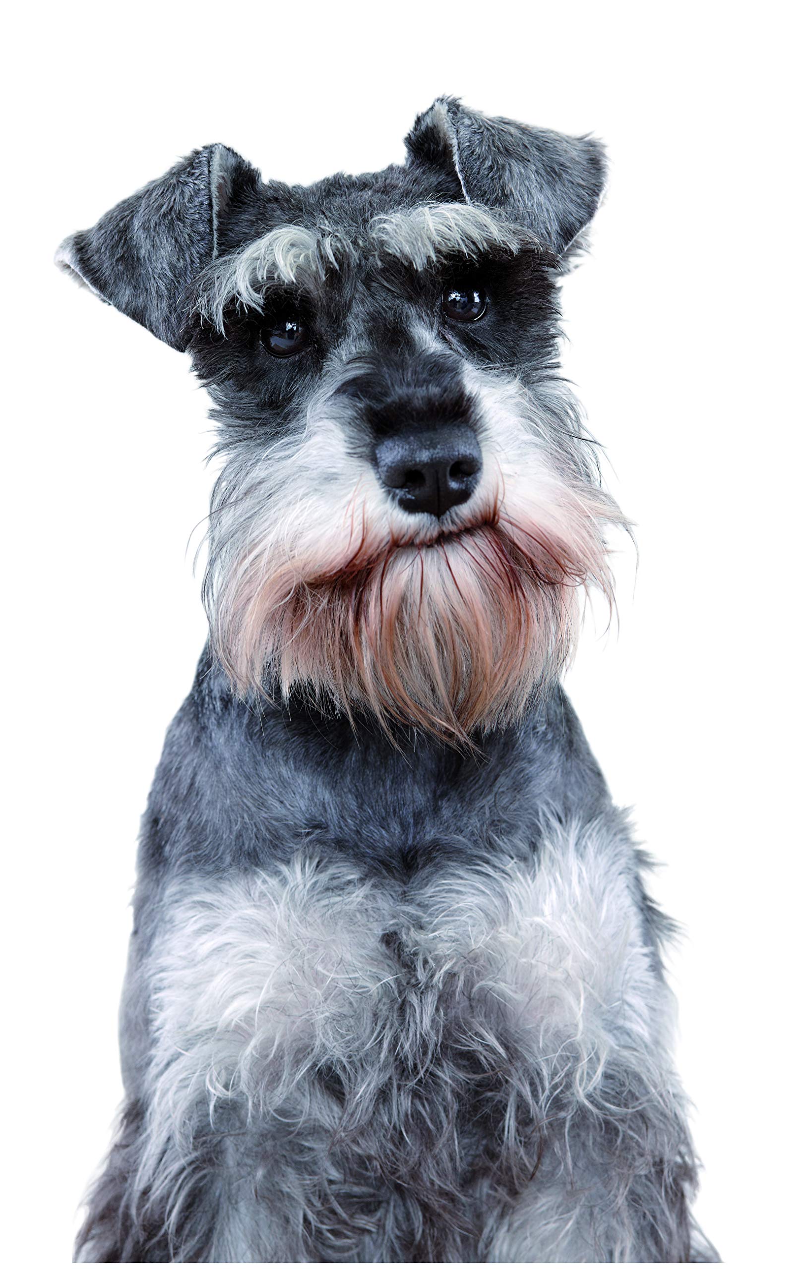 Applaws Complete and Grain Free Dry Dog Food, Senior All Breed Chicken