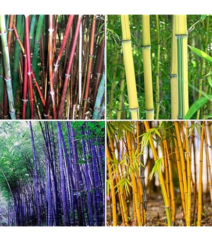 Semi Di Pianta Perenne Hosta Jordan Mista – Pianta Profumata - Foto 5