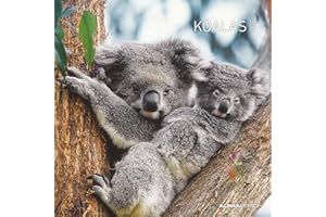 ‎ALPHA EDITION Koalas 2024 - Broschürenkalender 30x30 cm (30x60 geöffnet) - Kalender mit Platz für Notizen - koala bears - Bildkalender - Wandplaner - Bärenkalender
