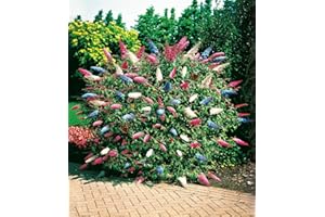 BALDUR Garten dreifarbiger Schmetterlingsstrauch 'Papillion Tricolor', 1 Pflanze, Buddleja davidii, Buddleia Schmetterlingsflieder, Sommerflieder, winterhart, trockenresistent, bienenfreundlich