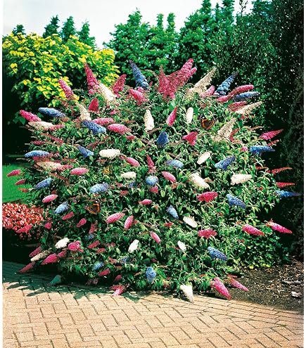 Buddleja davi. Wisteria Lane 25-30 cm Schmetterlingsflieder Sommerflieder -  Fliederspeer : Amazon.de: Garten