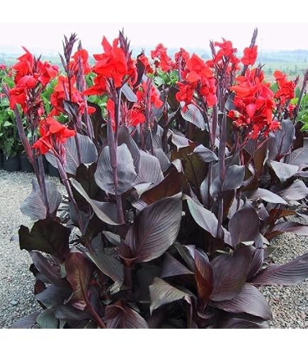 Bulbo Di Canna (Canna Indica) – Pianta Ornamentale Perenne Con Fiori Profumati E Fogliame Tropicale, Da Piantare In Giardino O Vaso, 1 Bulbo Senza Semi Non Artificiale