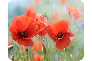 Poppies - Glass Worktop Saver/Protector - by Pearl Glass (Style 2, 50 x 40cm Large)