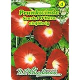 Prunkwinde 'Scarlet O` Hara' karmesin Pharbitis purpurea Schlingpflanze Winde rankend