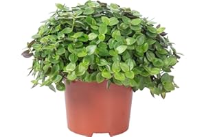 FLOWERBOX Kriechendes Schönpolster - pflegeleichte Zimmerpflanze, Callisia Turtle 'Smit Eden Elegance' - Höhe ca. 15 cm, Topf-Ø 10,5 cm