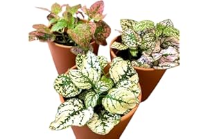 SMPLY. Pack de 3 Fitonias Naturales para Interior o Exterior en Maceta Ø9 cm para Decoración Hogar o Regalo - San Valentín - Mujer Regalo día De la Madre