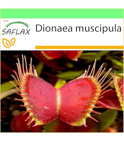 Dionaea Muscipula - Set Di 3 - Pigliamosche Venere – FloraStore - Foto 9